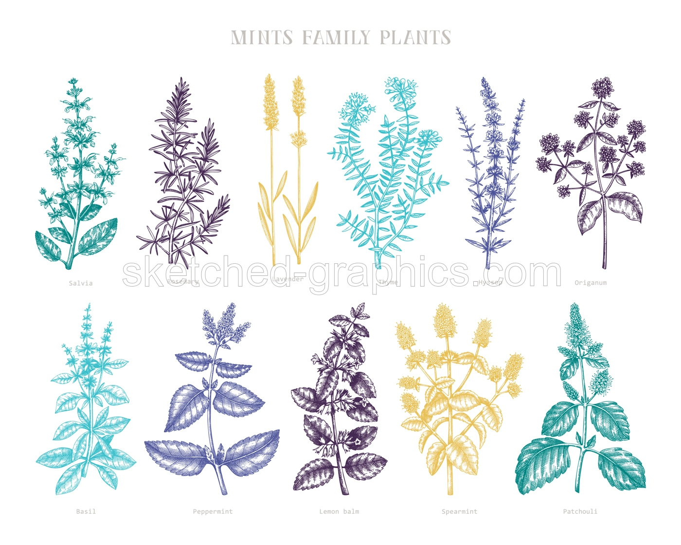 Mint family plants illustrations in color. Hand sketched aromatic and medicinal herbs. Botanical design elements. Herbal tea ingredients. Mints in vintage style. Aromatic materials set Illustration